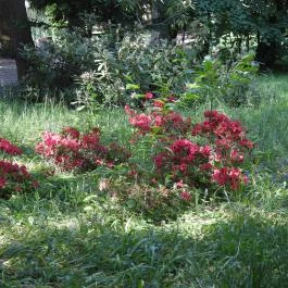 Kámoni Arborétum & Ökoturisztikai Központ, Szombathely - Külső kép