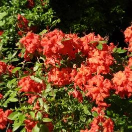 Kámoni Arborétum & Ökoturisztikai Központ, Szombathely - Egyéb