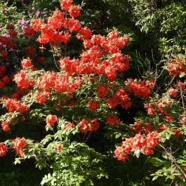 Kámoni Arborétum & Ökoturisztikai Központ, Szombathely - Egyéb