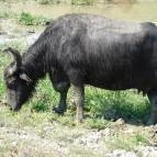 Kápolnapusztai Bivalyrezervátum Kápolnapuszta - 