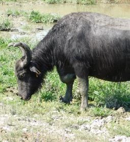 Kápolnapusztai Bivalyrezervátum