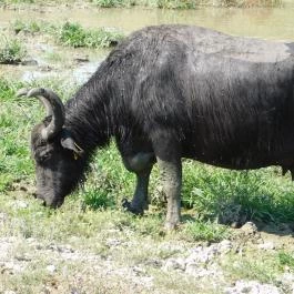 Kápolnapusztai Bivalyrezervátum Kápolnapuszta - Egyéb