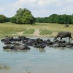 Kápolnapusztai Bivalyrezervátum Kápolnapuszta - 