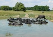 Kápolnapusztai Bivalyrezervátum Kápolnapuszta