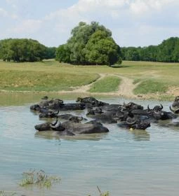 Kápolnapusztai Bivalyrezervátum