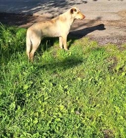 Karosi Honfoglalás kori temető & nemzeti sírkert