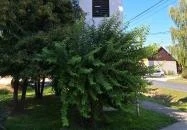 Katolikus harangtorony Visz