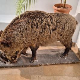 Kazinczy Ferenc Múzeum Sátoraljaújhely - Egyéb