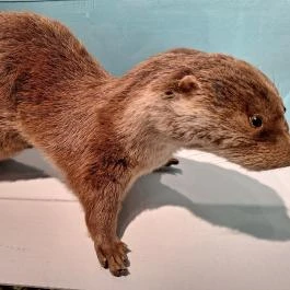 Kazinczy Ferenc Múzeum Sátoraljaújhely - Egyéb