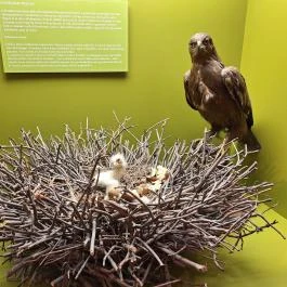 Kazinczy Ferenc Múzeum Sátoraljaújhely - Egyéb