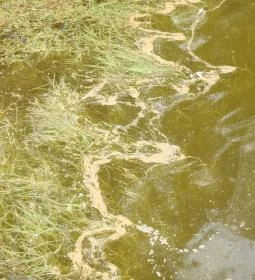 Kékmoszat tanösvény