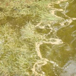 Kékmoszat tanösvény Dunapataj - Egyéb