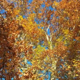 Kende-kúria Cégénydányád - Egyéb