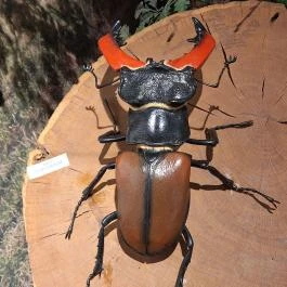 Kende-kúria Cégénydányád - Egyéb