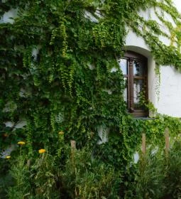 Kikelet Pince & Ízműhely