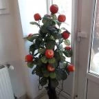 Red Fruit Kínai Étterem Biatorbágy - Egyéb