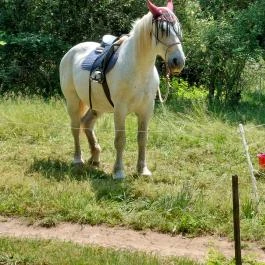 Kinga Kamrája, Káptalantóti - Egyéb