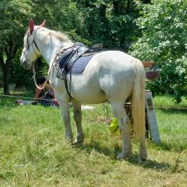 Kinga Kamrája, Káptalantóti - Egyéb