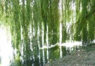 Kisbéri Park-tó Kisbér