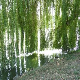 Kisbéri Park-tó, Kisbér - Egyéb