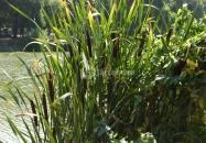 Kisbéri Park-tó Kisbér