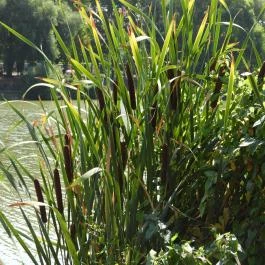 Kisbéri Park-tó, Kisbér - Egyéb