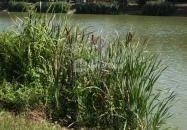 Kisbéri Park-tó Kisbér