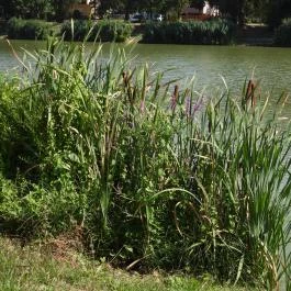 Kisbéri Park-tó, Kisbér - Egyéb