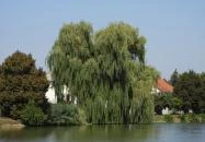 Kisbéri Park-tó Kisbér