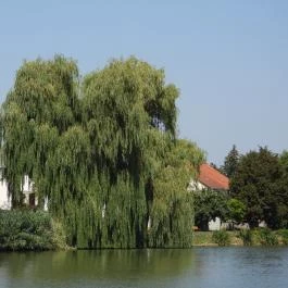 Kisbéri Park-tó, Kisbér - Külső kép