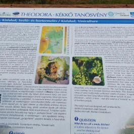 Kisfaludi templomrom Mindszentkálla - Egyéb