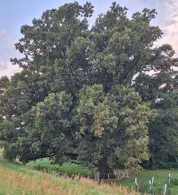 4. legjobb látnivaló: Kiskörei 300 éves tölgy