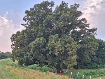 Kiskörei 300 éves tölgy Kisköre