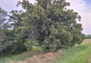 Kiskörei 300 éves tölgy Kisköre