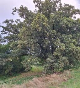 Kiskörei 300 éves tölgy