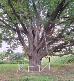 Kiskörei 300 éves tölgy