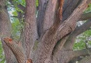 Kiskörei 300 éves tölgy Kisköre
