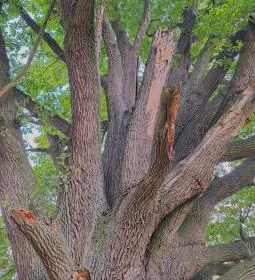 Kiskörei 300 éves tölgy