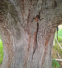 Kiskörei 300 éves tölgy