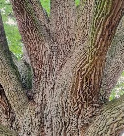 Kiskörei 300 éves tölgy