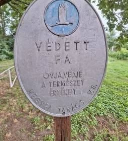 Kiskörei 300 éves tölgy