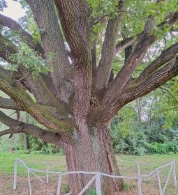 Kiskörei 300 éves tölgy