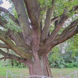 Kiskörei 300 éves tölgy Kisköre - Egyéb