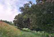 Kiskörei 300 éves tölgy Kisköre