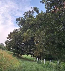 Kiskörei 300 éves tölgy