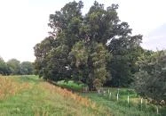 Kiskörei 300 éves tölgy Kisköre