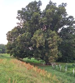Kiskörei 300 éves tölgy