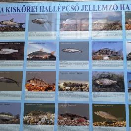 Kiskörei Hallépcső Kisköre - Egyéb