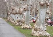 Kiskunfélegyházi platánsor Kiskunfélegyháza