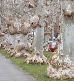 Kiskunfélegyházi platánsor